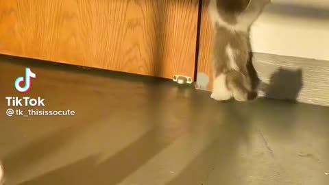 The cat trying to catch the shadow