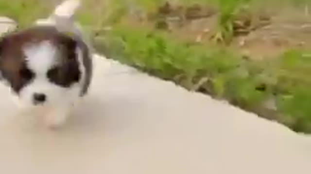 🤣🤣Cute dog 🐕 and funny dog with hen.🤣🤣
