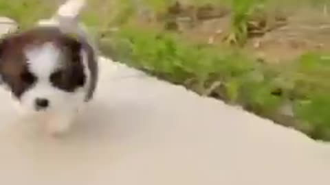 🤣🤣Cute dog 🐕 and funny dog with hen.🤣🤣