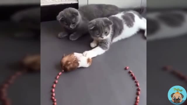 Look at the peaceful time of cat and mouse