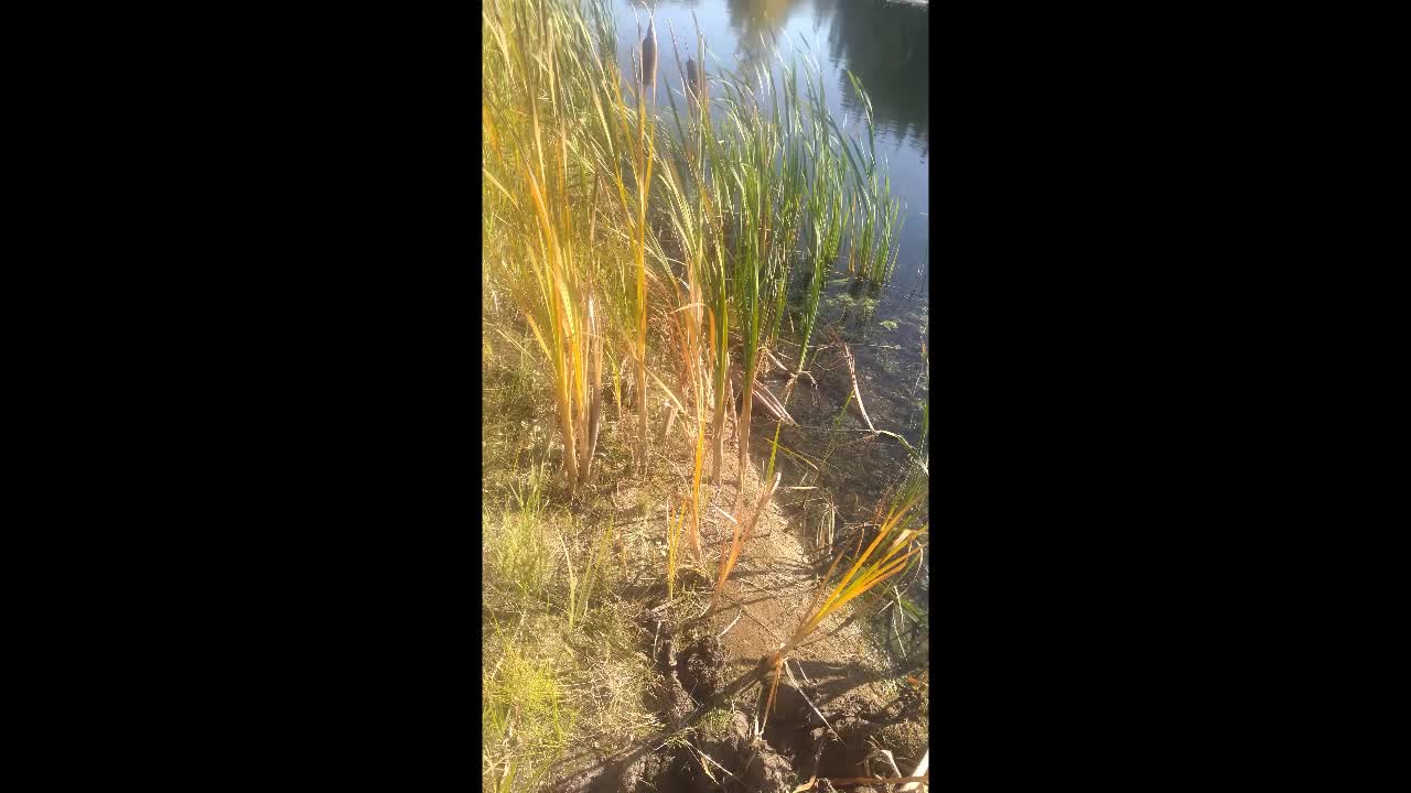 Cattail Update