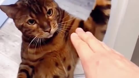 Animal funny vide
