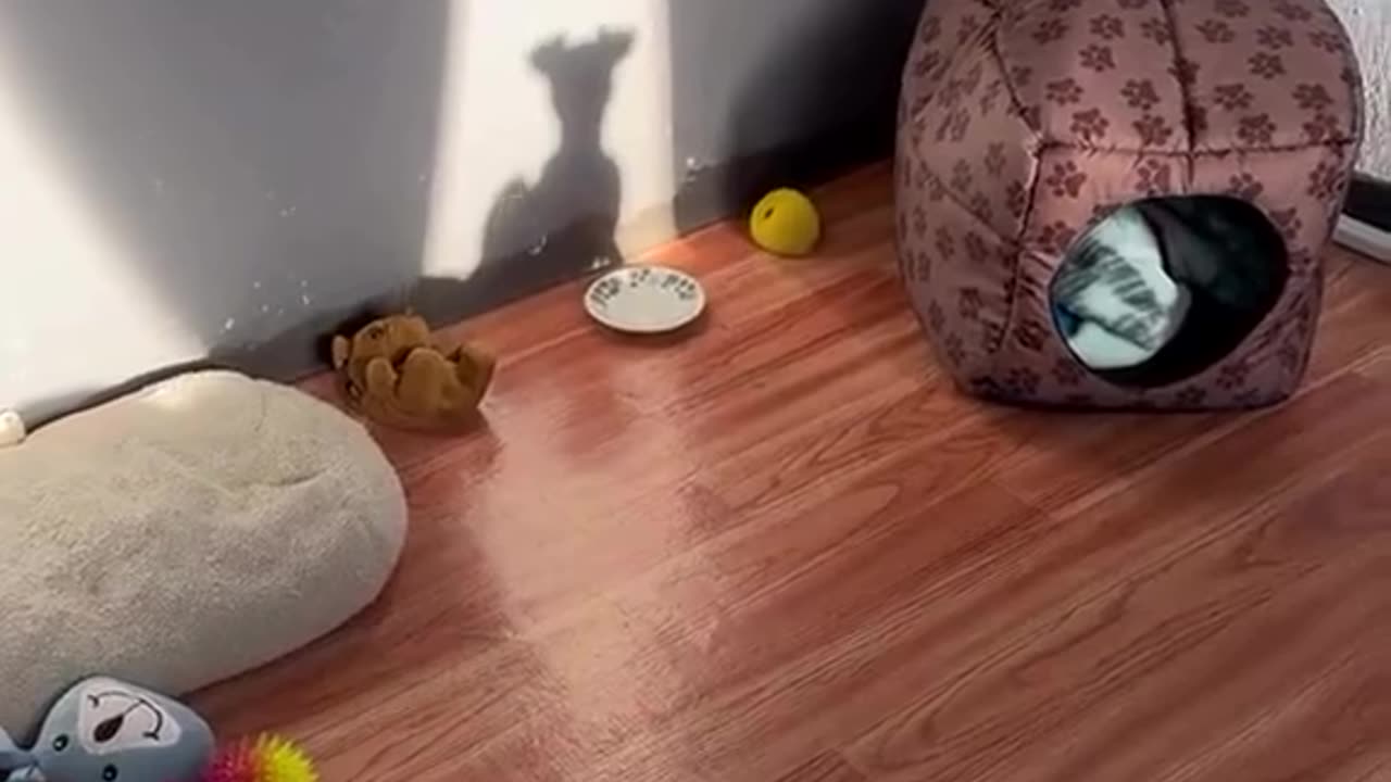 The dog found a new friend.