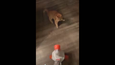 Funniest 2024 Cats and Dogs 🐶🐱 _ Funny Animals Videos
