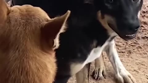 Funny Dog play vedio