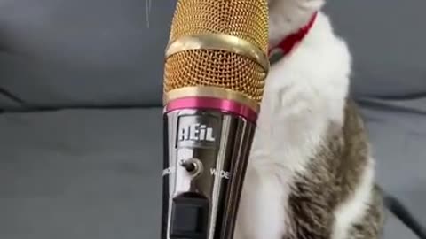 watch a cat listening to a funny song