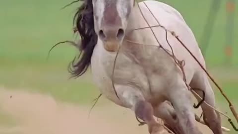 Top trending horse Video