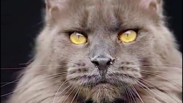 This cat looks cool. I like how cool it is