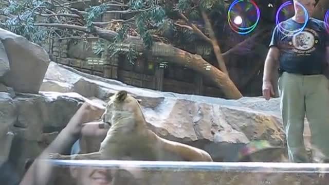 MGM lion attack in Las Vegas