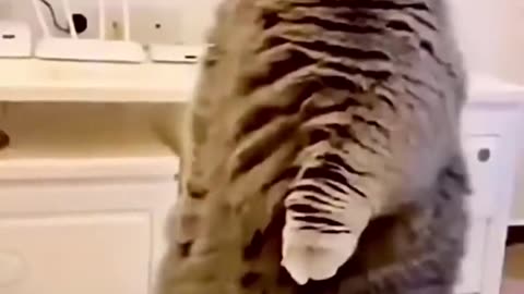 Paws vs. Paws:Canine in cat Shock
