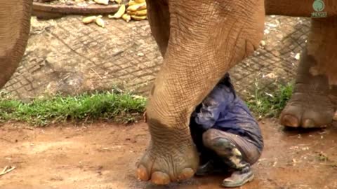 Watch Heartwarming Moment When Elephant Heard Calling Voice From Her Favourite Person