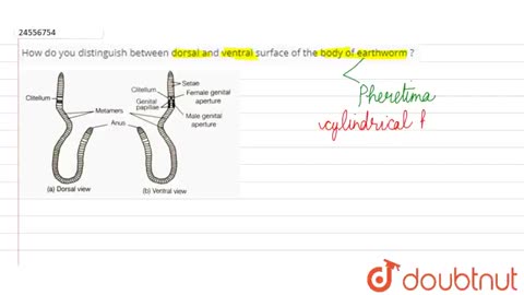 How do you distinguish between dorsal and ventral