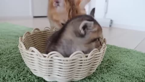 Looking back on the kitten's appearance since it was born, it was too precious