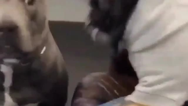 Does Pitbull Are Dangerous??