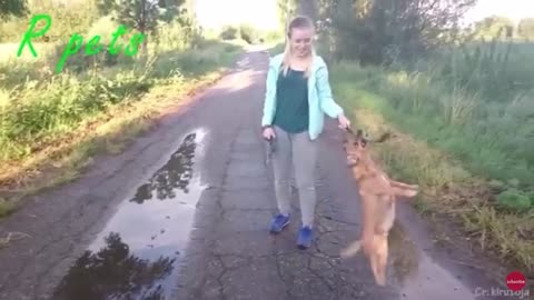 Playful dog.