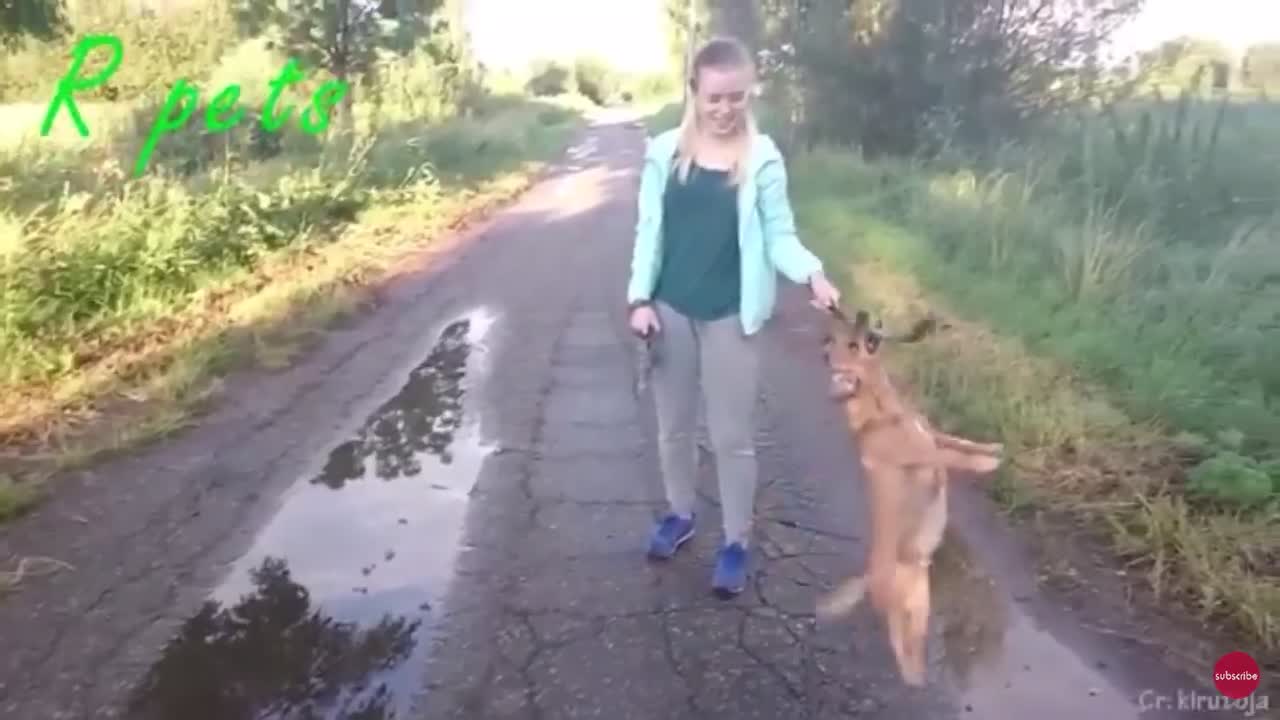 Playful dog.