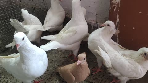 King pigeon collection by afrozekhan92
