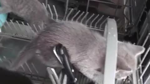 How the inside of a dishwasher works.