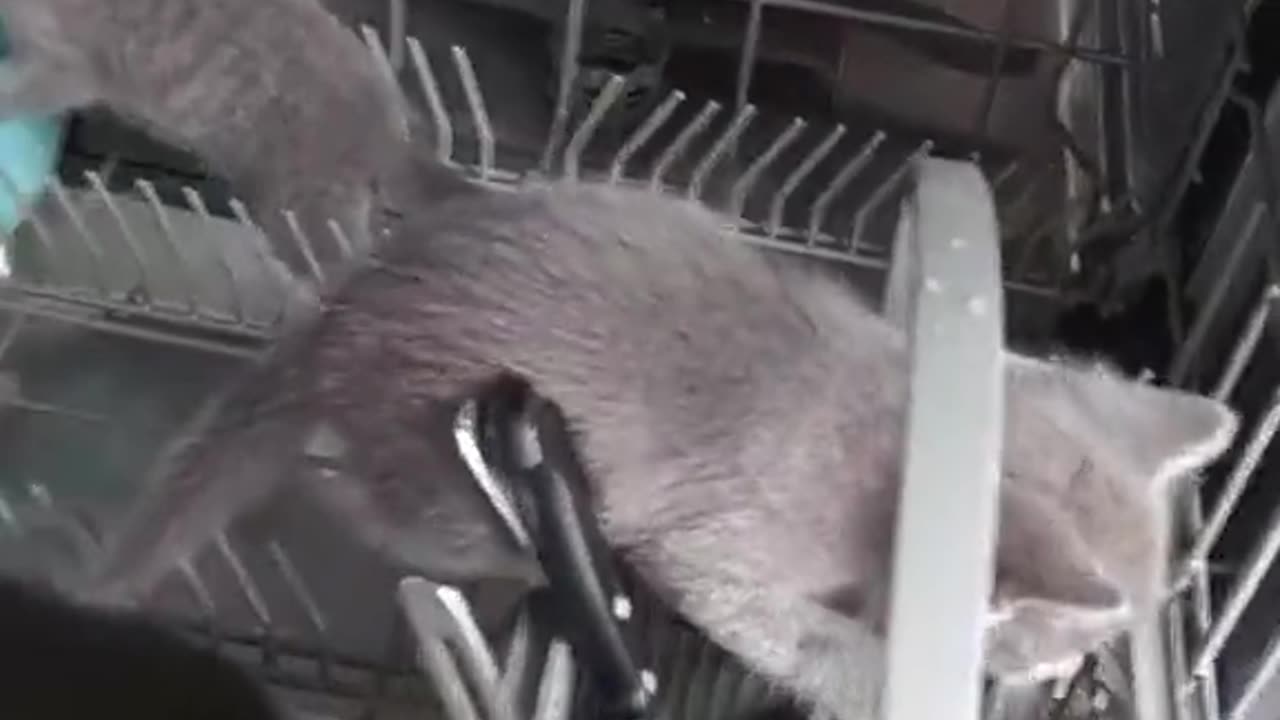How the inside of a dishwasher works.