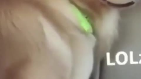 Dog's Evil smile
