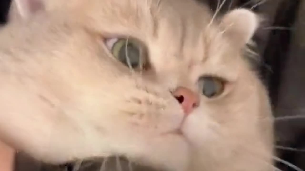 Nice cute video in viral to rumble app