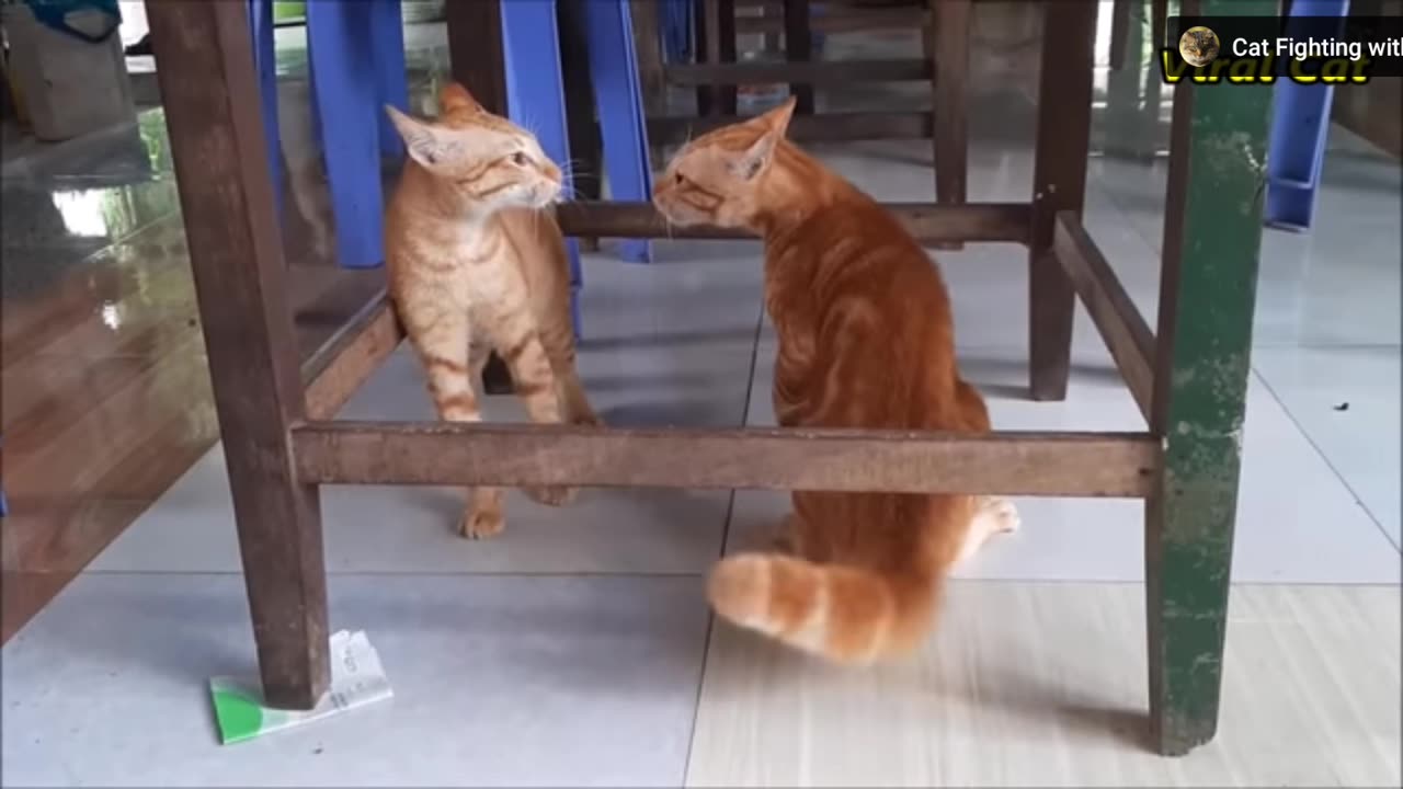Cat fighting