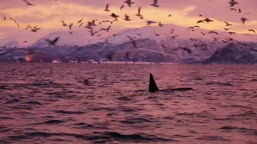 Sunset Collector