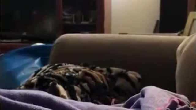Funny Cats Funny dogs Funny pets 😆🐶🐱🐈‍⬛ Best Funny animals of the 2022