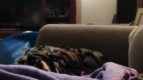 Funny Cats Funny dogs Funny pets 😆🐶🐱🐈‍⬛ Best Funny animals of the 2022