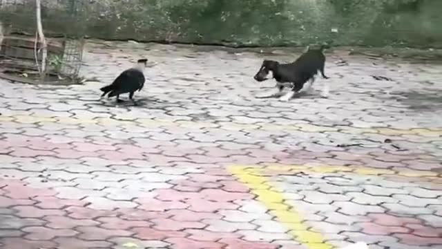 Funny Animals Videos2022 🤣😻-Funniest Cats And Dogs Videos