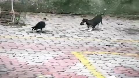 Funny Animals Videos2022 🤣😻-Funniest Cats And Dogs Videos