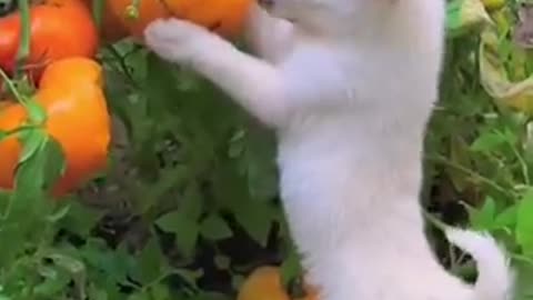 Amazing dogs trending video