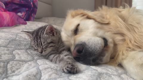 Golden Retriever and Baby Kitten fall asleep together for the First Time