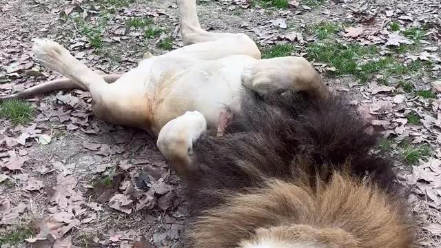 The Zoo # 2 # lion