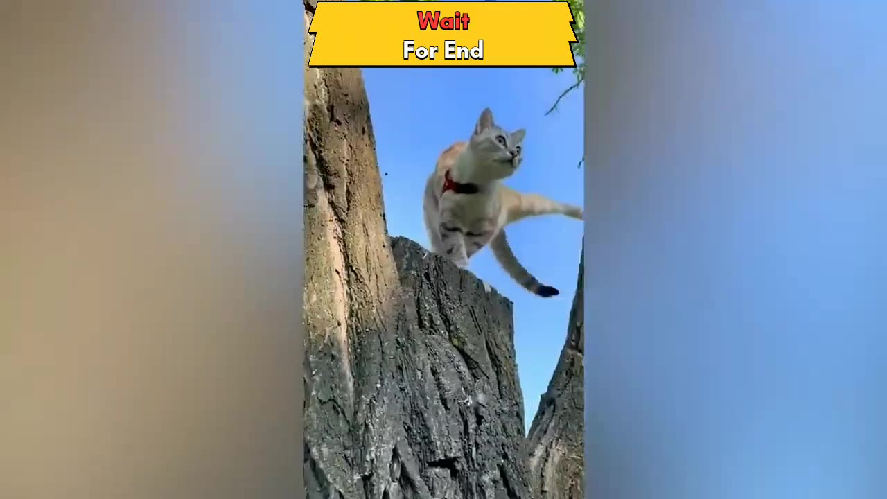 Funny animals video by asailam