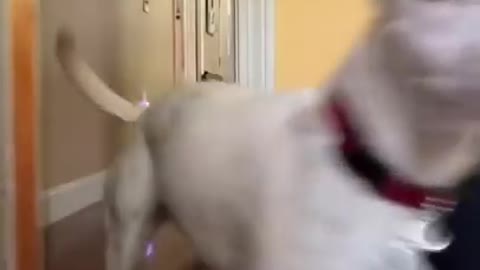 My dog at 6 am