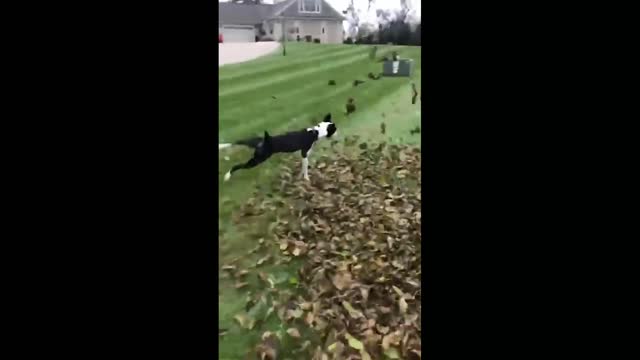 Dog Enjoying | with his friend | #pets #dog #Entertainment #trending #viral #rumbletube