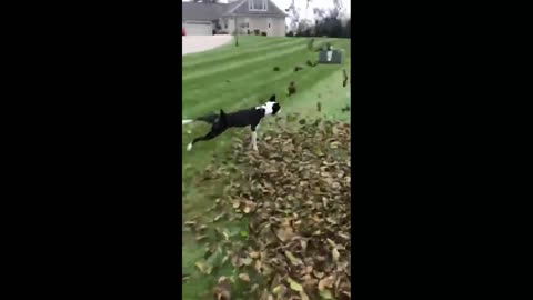 Dog Enjoying | with his friend | #pets #dog #Entertainment #trending #viral #rumbletube