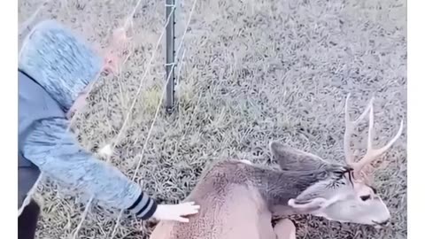 Help animals