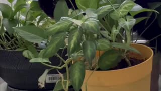 Adopting a Cat from a Shelter Vlog - Cute Precious Piper Tries Eating the Plants #shorts