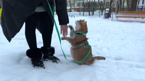 Hosico Cat walking in the snow