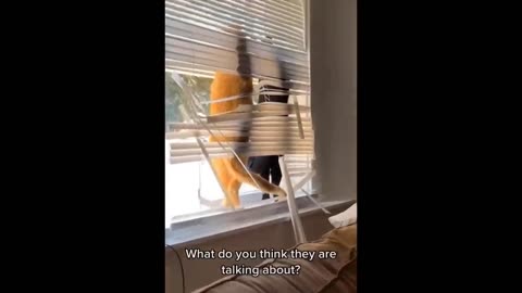 Funniest Cats And Dogs Videos 😁 - Best Funny Animal Videos 2024 🥰