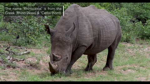 The Big Five Animals