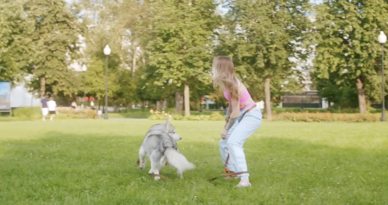 Perfect Dog Training Video by professional Trainer