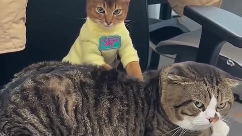 Cute Cats & Funny Cats 😍😍😅😅 #cats #shorts #viral #pets #mmvcats