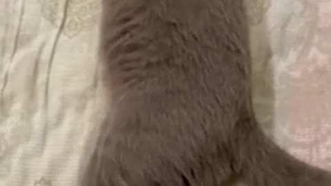 Funny movement dog and cat and enjoying