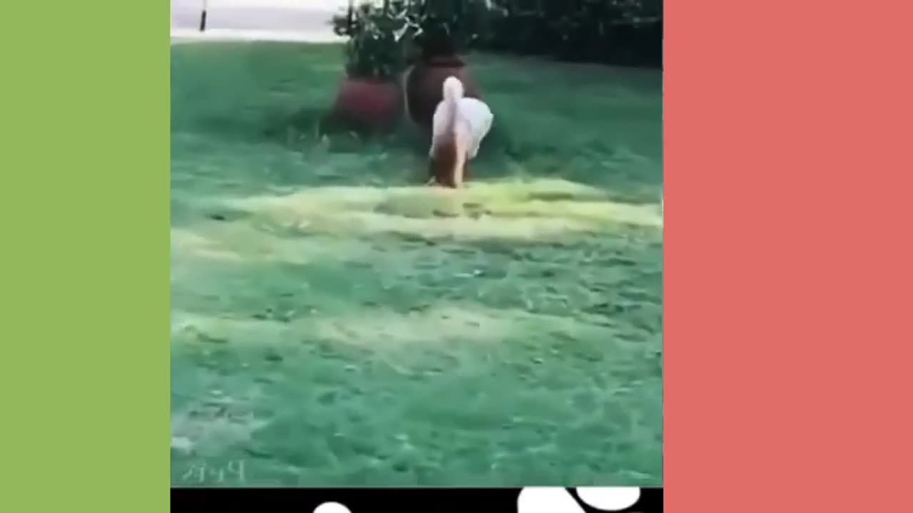 A dose of Happiness Funny Animal Videos Compilation