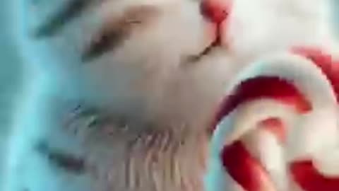 Cato catos