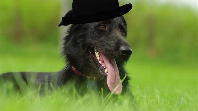 how dogs bark