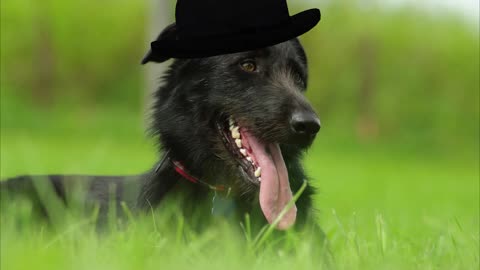 how dogs bark